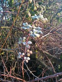 Close-up of flower growing on tree