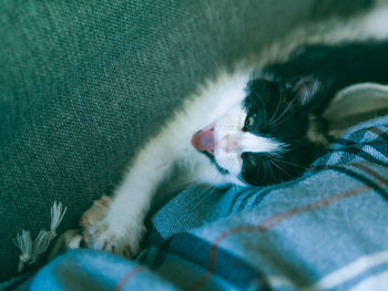 Close-up of kitten relaxing on bed