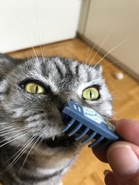 Close-up of hand with cat