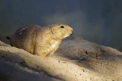 Close-up of an animal