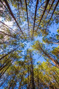 Low angle view of trees against sky