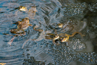Frogs spawning