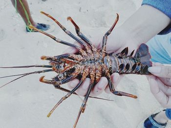 Close-up of human hand holding seafood at beach