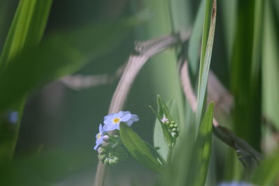 Close-up of flowering plant