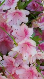 Close-up of pink flowers