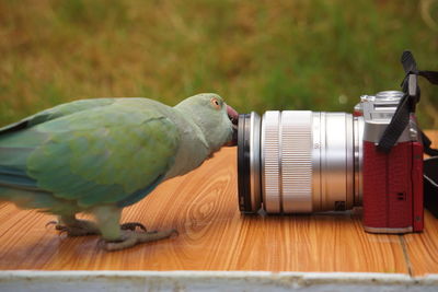 Close-up of parrot perching on table