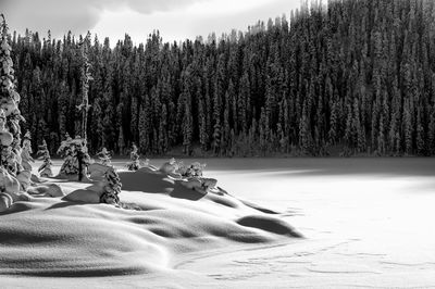 Trees on snow covered field in forest