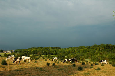 Horses in a field