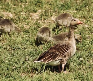 Mallard duck on field