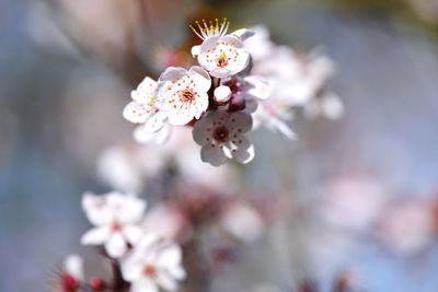 Close-up of cherry blossom