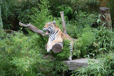 Cat relaxing in a forest