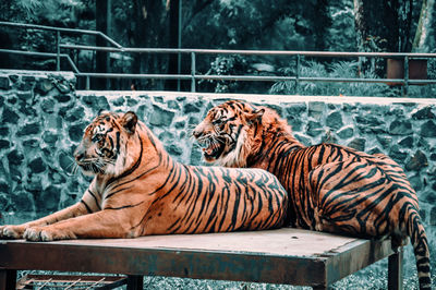 Cat relaxing in zoo