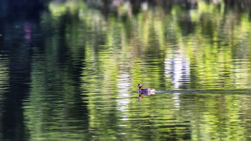 View of ducks swimming in lake