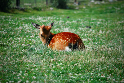 Tiger on field