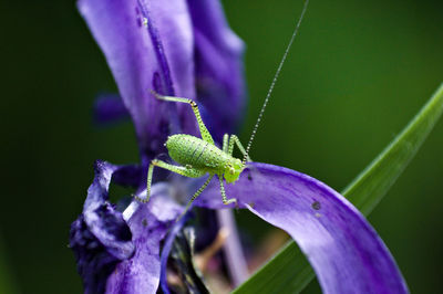 Close-up of insect on purple flower