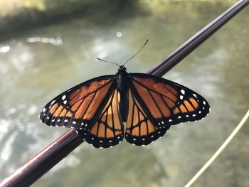 Close-up of butterfly