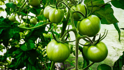 Close-up of tomatoes