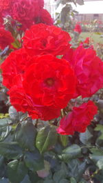 Close-up of red roses blooming outdoors