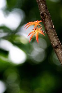 Close-up of orange insect on tree