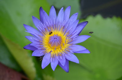 Close-up of purple flower