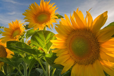 Close-up of sunflower