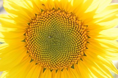 Close-up of sunflower