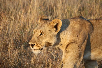 Side view of a cat on grass