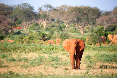 Elephant walking on a field