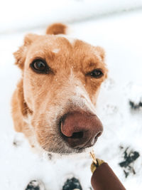 Close-up portrait of a dog