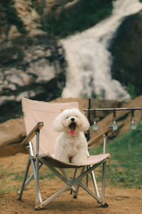 Dog sitting on bench