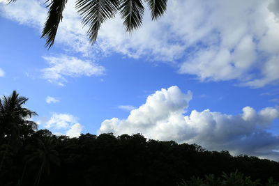 Low angle view of palm trees against sky