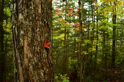 Close-up of tree trunk in forest