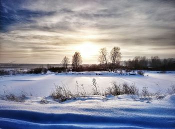 Bare trees on snow covered field
