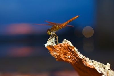 Close-up of insect on wood