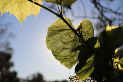 Low angle view of plant leaves against sky