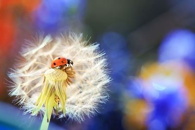 Close-up of ladybug on flower