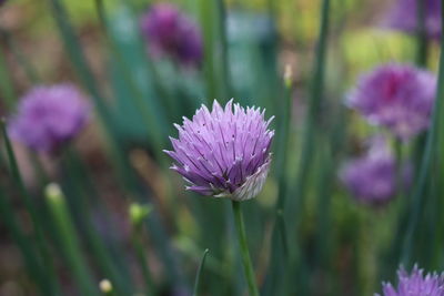 Close-up of purple flowering plant in field