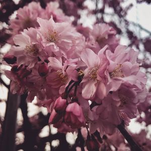 Close-up of pink cherry blossoms in spring