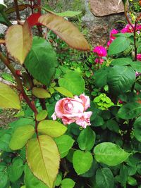 Close-up of pink roses blooming outdoors