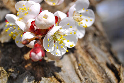 Close-up of white flowering plant