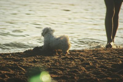 Low section of man with dog on beach