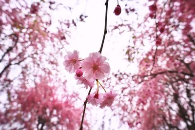 Low angle view of pink cherry blossom