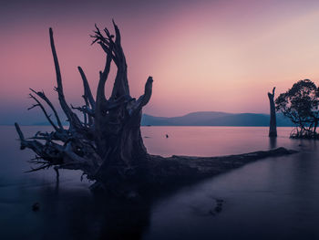 Silhouette tree by sea against sky during sunset