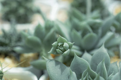 Close-up of succulent plant