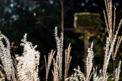 Close-up of stalks against blurred background