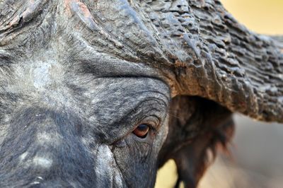 Close-up of buffalo