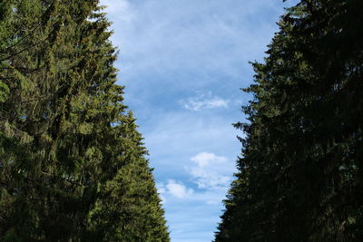 Low angle view of trees against sky