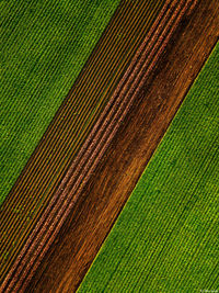 Scenic view of agricultural field