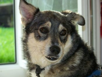 Close-up portrait of a dog