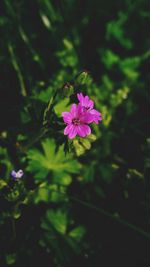 Close-up of pink flower blooming outdoors